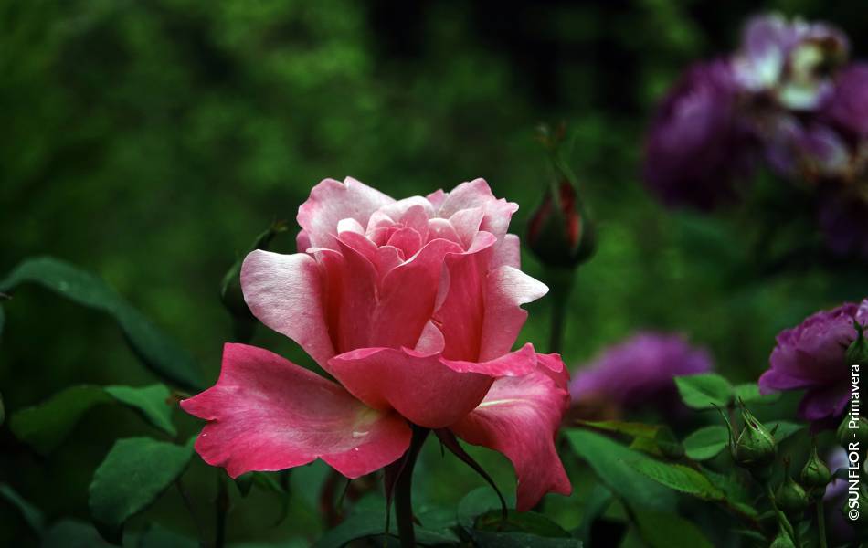 ©SUNFLOR - Primavera